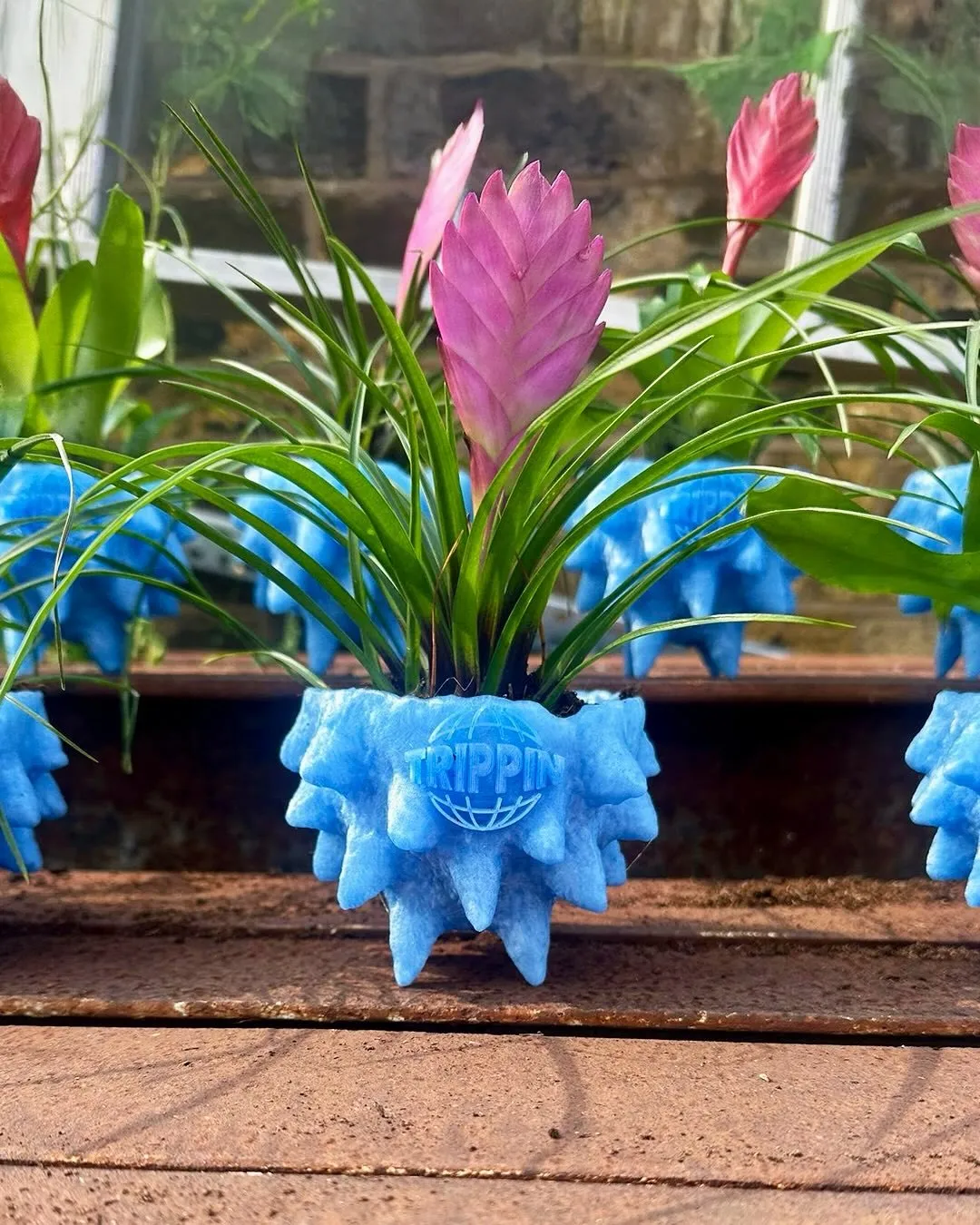 A Trippin coral plant pot in translucent blue, planted with a pink bromeliad