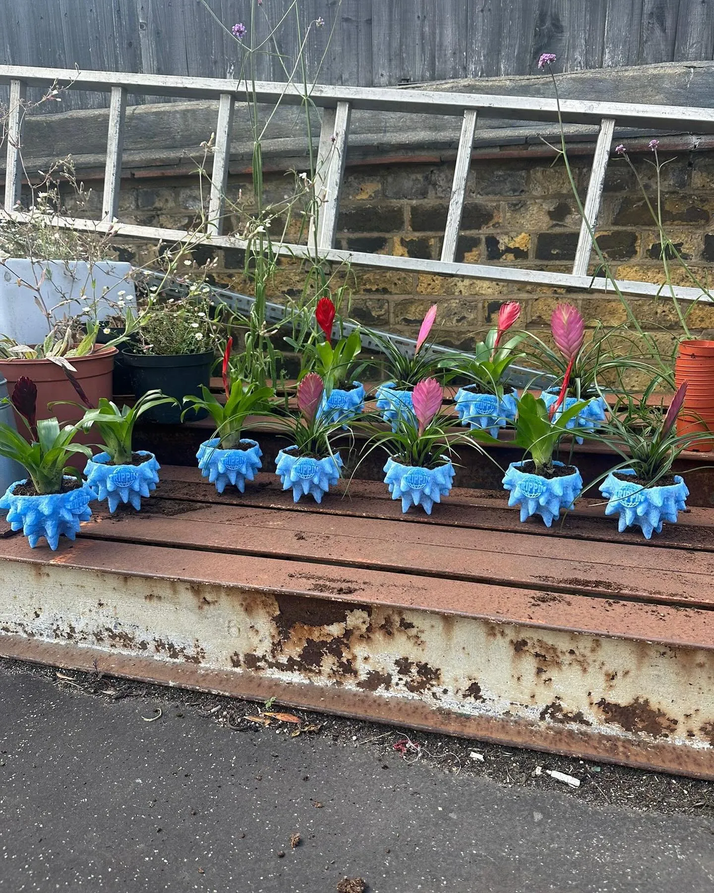 A row of Trippin coral plant pots planted with bromeliads