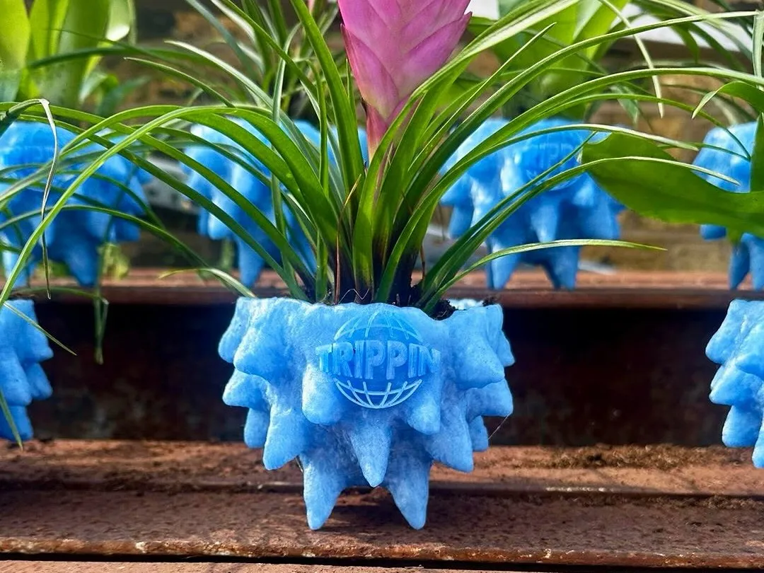 A Trippin coral plant pot in translucent blue, planted with a pink bromeliad
